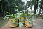 Lemon Lime - Plant Basket Set